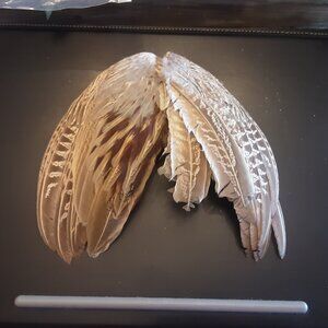 2 Ring Necked Rooster Pheasant Wings For Fly Fishing, Crafting, Dog Training